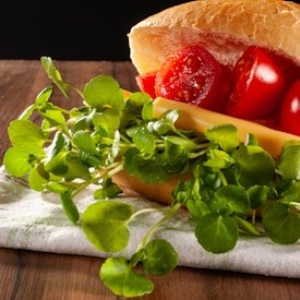 Fresh sandwich with leafy greens, cherry tomatoes, and cheese on a sub roll